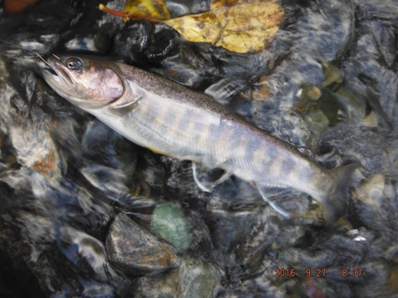 �{���P���ڂ̃C���i