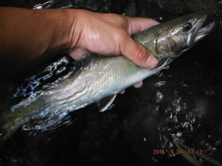 �T�C�g�t�B�b�V���O�B��