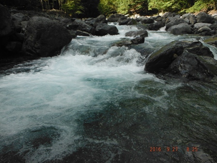 ���ʖL�x�ȗl�q