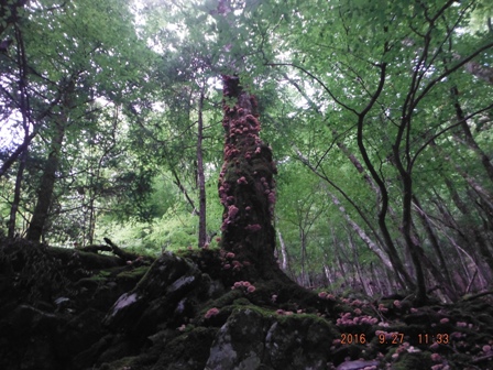 �L�m�R����