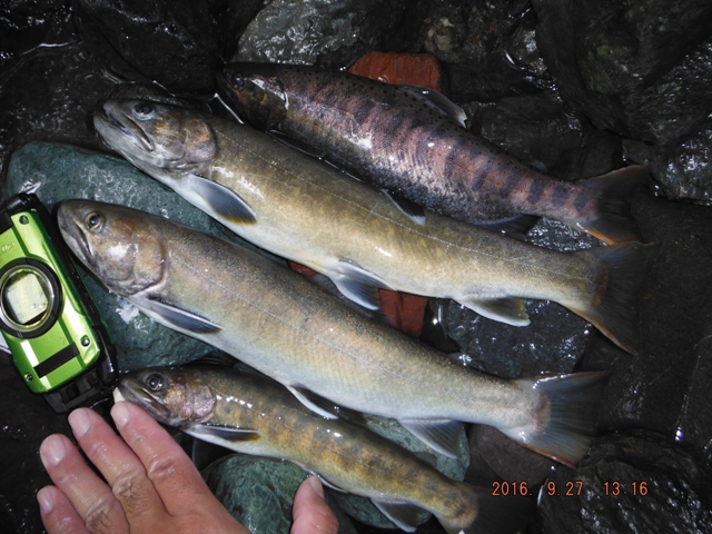 �Ō�̑啣�ł̒މ�