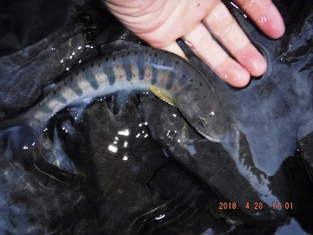 ���g�h�s�̓A�}�S