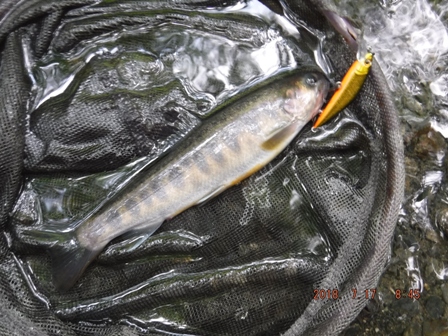 ���߂Ă̓V�R�C���i