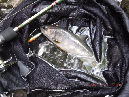 ���߂Ă̓V�R�C���i