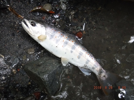 �悤�₭���A�[�ɋ����