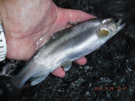 ���ǃA�}�S