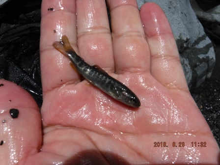 �V�R�̃C���i