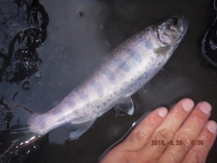 ����̃A�}�S�H