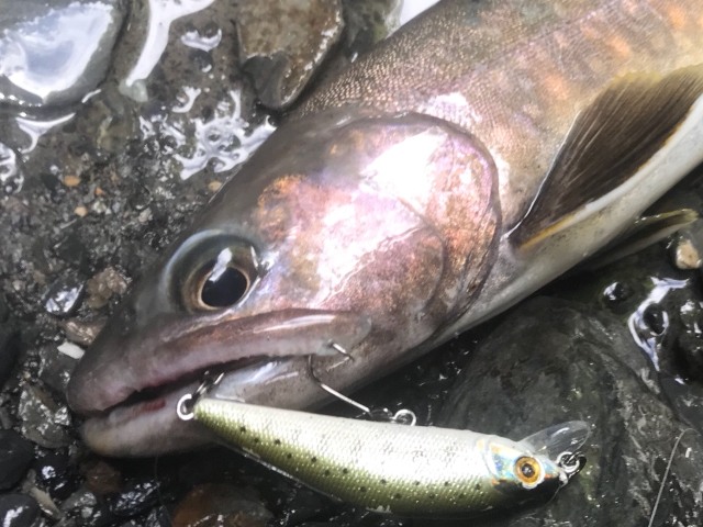 �T�g�[����̎ڃC���i