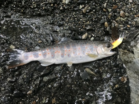 �������ŏo���A�}�S