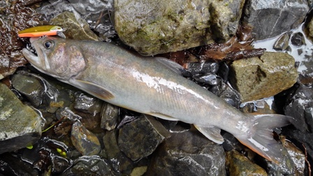 �ǌ^������