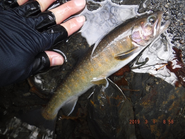 �����m�Ƃ��Ă͗ǌ^