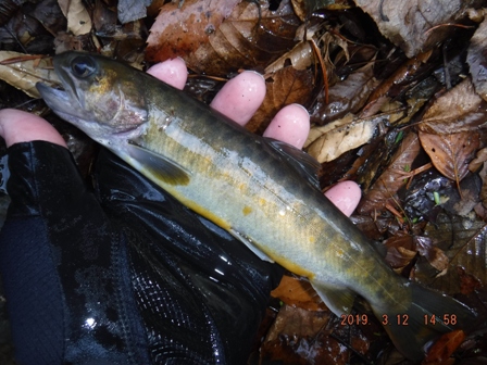 �Ȃ�Ƃ��{���Q����