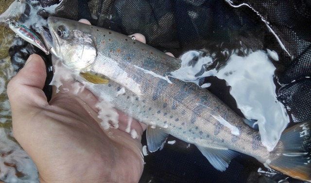 ���A�[�Œނ������Ɋ���