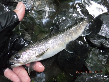 �C���i�͉a�ɂ���