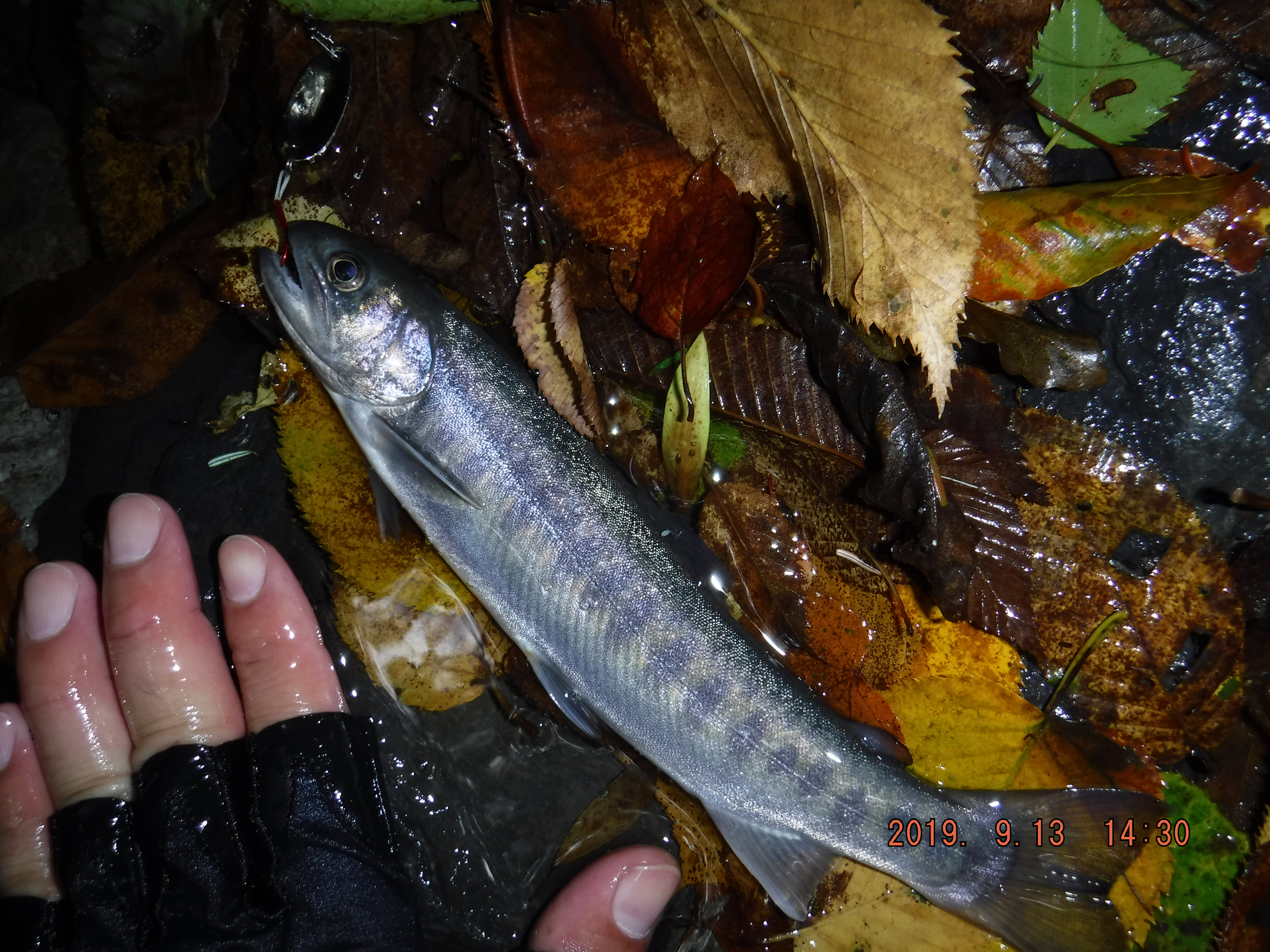 �悤�₭�ނꂽ