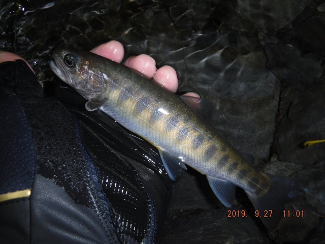 �v�X�̃��}�g���H