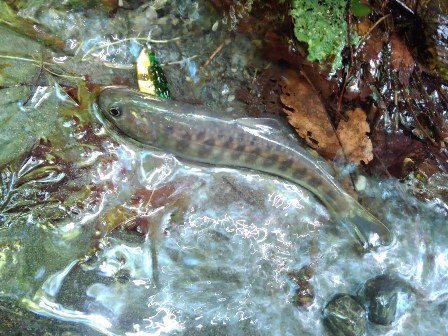 �T�g�[����̂P����