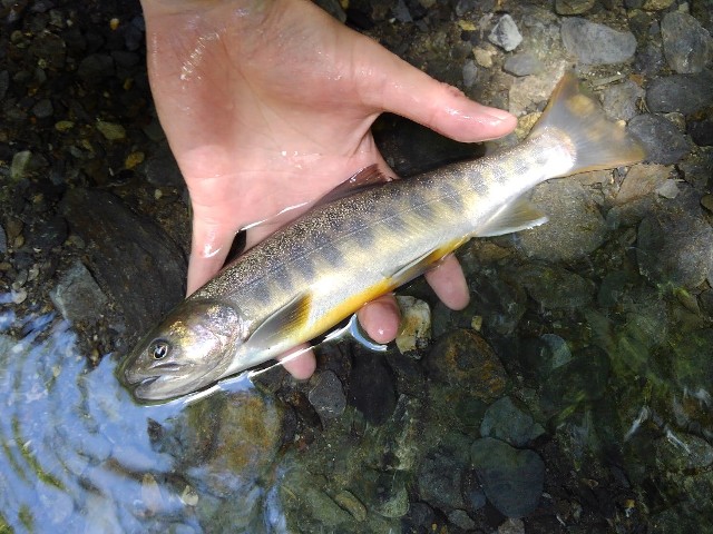 �T�g�[����̂Q����