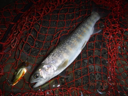 �����܂Œ�������