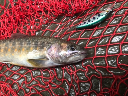 �~�m�[�ɂg�h�s