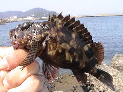 �󂢏��̃J�T�S�͍����ۂ�