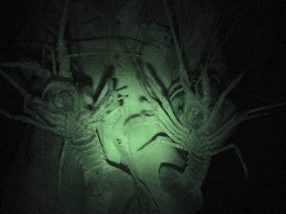 �t�F�C�X�n�K�[