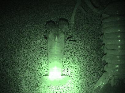 �����Ȓމ�