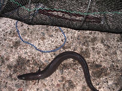 �ߊl���ꂽ�A�i�S