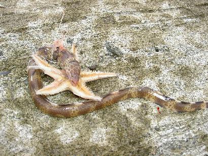 �C�ց��q�g�f