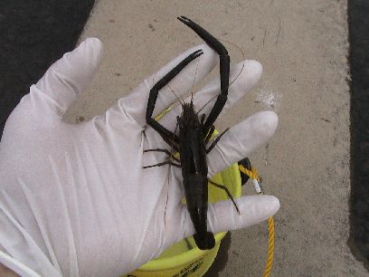 �蒷��(��)