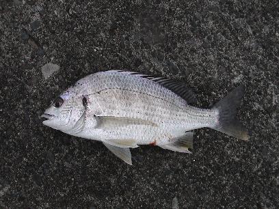 �L�r���ዛ