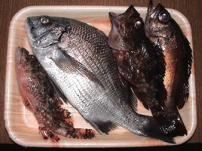 ���̃L�[�v��