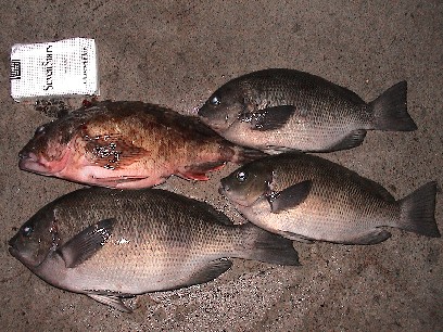 �}�b�T�|�̒މ�