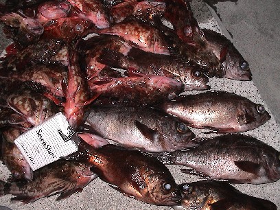 ���m�̒ނ�l���ɔ��΂Ȓމ�