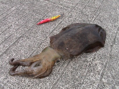 �^�C�\���E�E�̔�