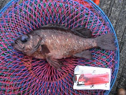 �����̈ꔭ