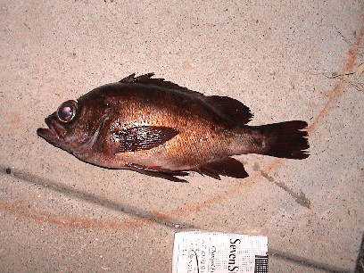 �^�C�\���̂Q�V����