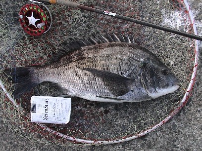 �������܂Ō����Ă�����