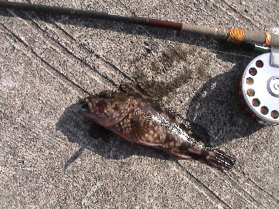 ���N���J�T�S