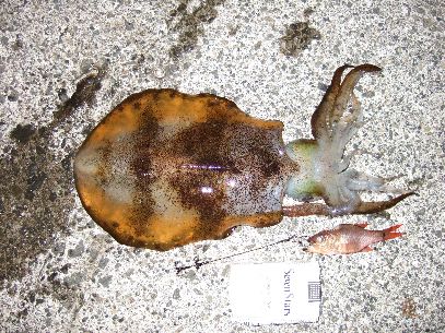 ���̐��U���A�I���C�J