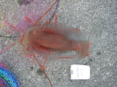 ���ɕ߂����I