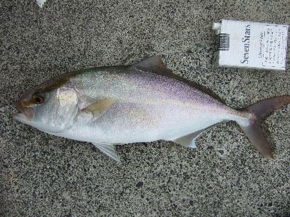 ����Əo����