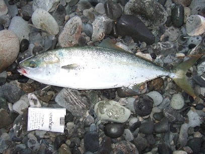 ���̏��މ�