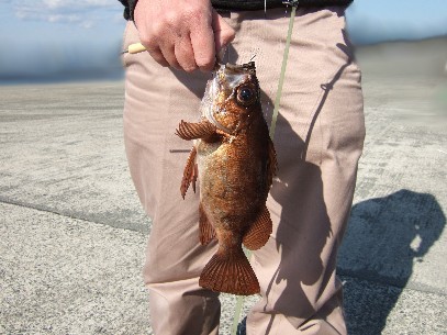 �f�n�N�̐V�L�^