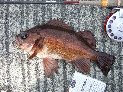 �Ăюڃ��o���f�d�s