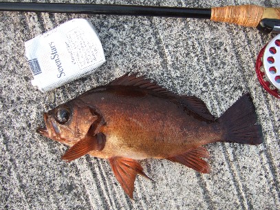 �P���ŏo���Q�V����