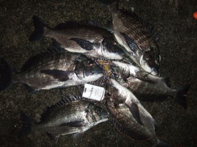 ��ʂR�C���L�[�v