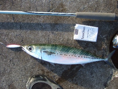 ���I�ɐ��U�Q�C�ڂ̃W�M���O�މ�