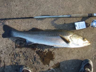 ���U�R�C�ڂ̃W�M���O�މʂ̓X�Y�L